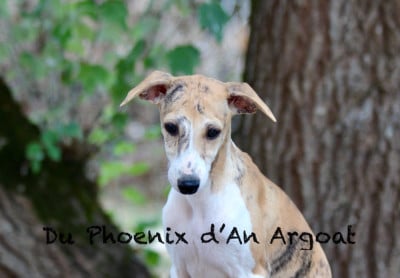 Les chiots de Whippet