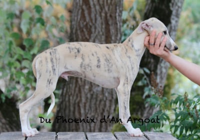 Les chiots de Whippet