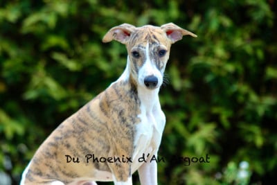 Les chiots de Whippet