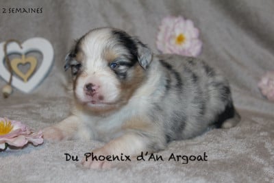 Les chiots de Berger Australien