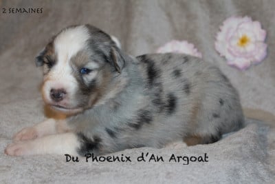 Les chiots de Berger Australien