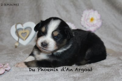 Les chiots de Berger Australien
