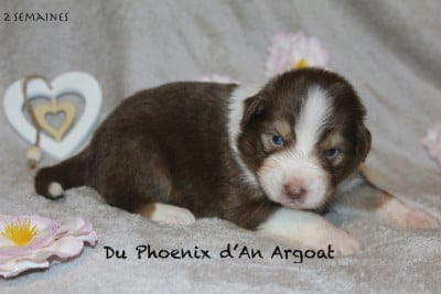 Les chiots de Berger Australien