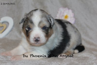 Les chiots de Berger Australien