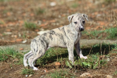 Les chiots de Whippet