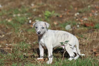 Les chiots de Whippet