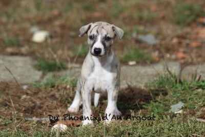 Les chiots de Whippet