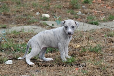 Les chiots de Whippet