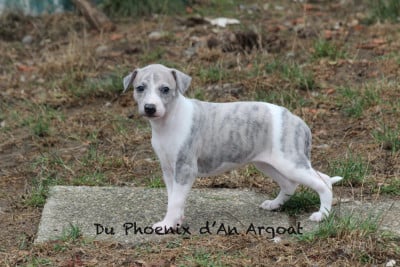 Les chiots de Whippet
