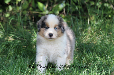 Les chiots de Berger Australien