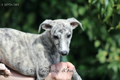Les chiots de Whippet