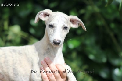 Les chiots de Whippet