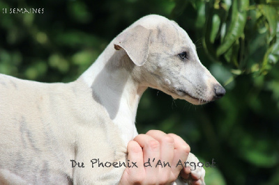 Les chiots de Whippet