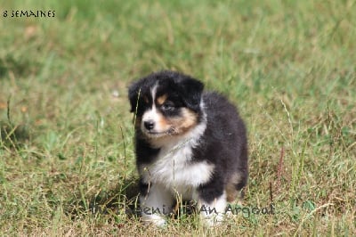 Les chiots de Berger Australien