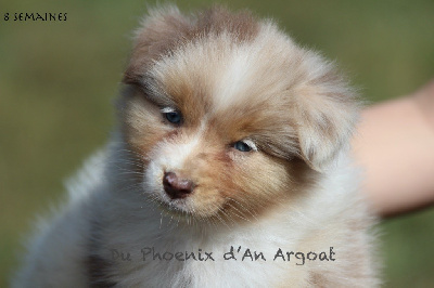 Les chiots de Berger Australien