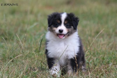 Les chiots de Berger Australien