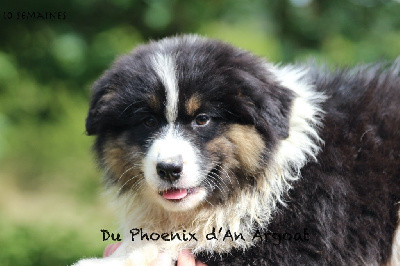 Les chiots de Berger Australien