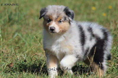Les chiots de Berger Australien