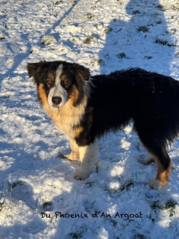 Berger Australien - Du Phoenix D'an Argoat