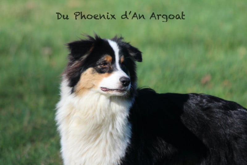 Berger Australien - Du Phoenix D'an Argoat