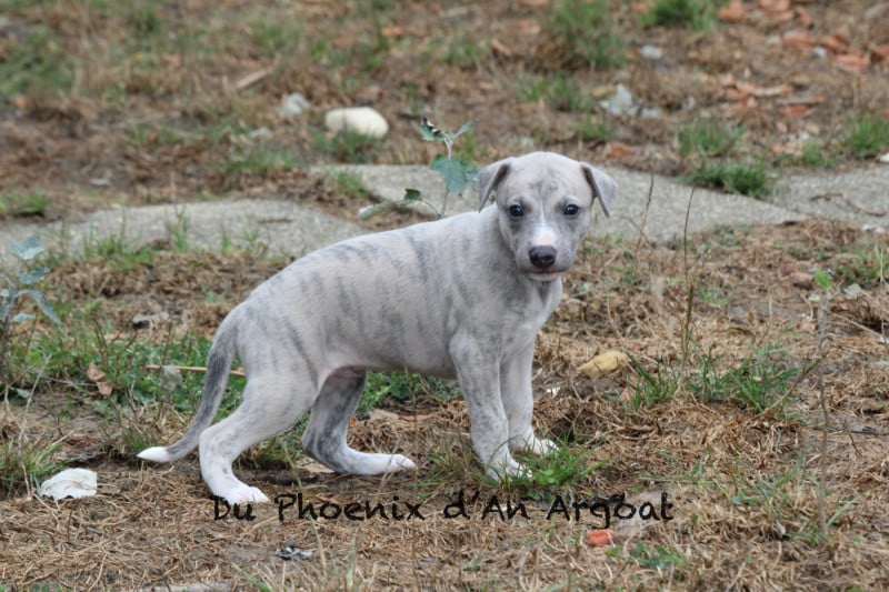 Whippet - Du Phoenix D'an Argoat