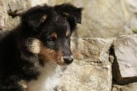 De La Carrière A Bidou - Shetland Sheepdog - Portée née le 15/08/2018