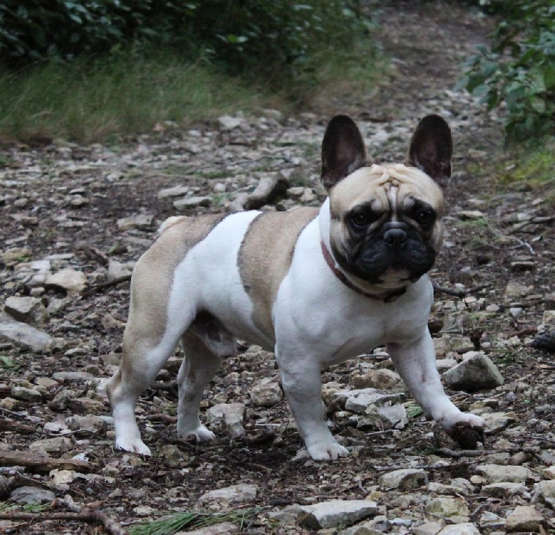 Publication : de L'Esprit d'Oréline Auteur : Emeline BELTRAN