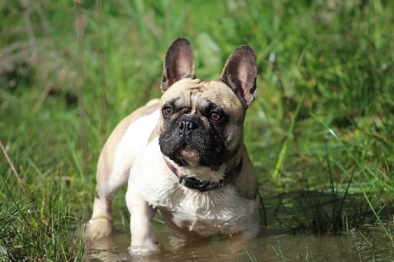 Publication : de L'Esprit d'Oréline Auteur : Emeline BELTRAN
