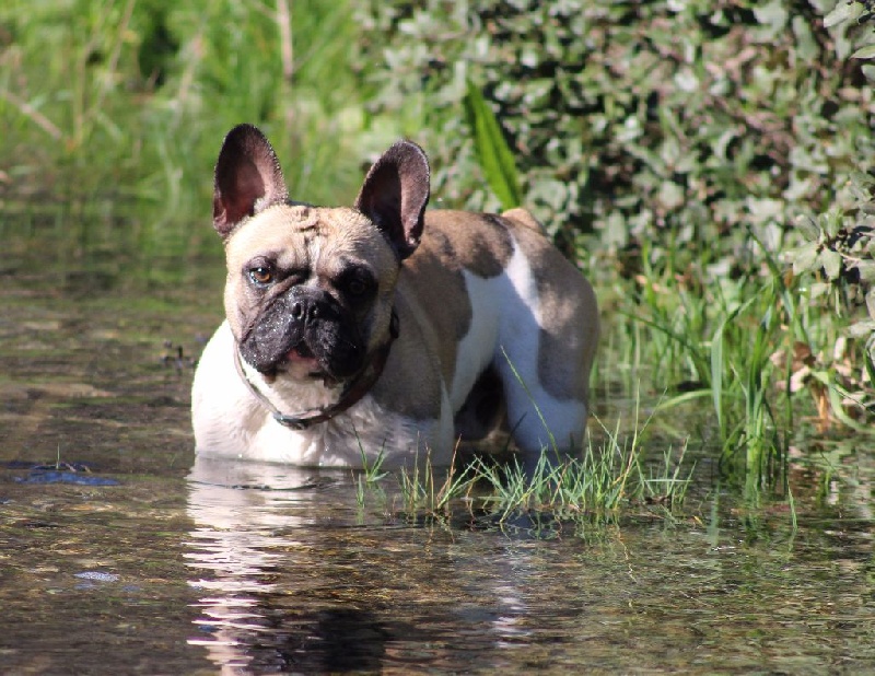Publication : de L'Esprit d'Oréline Auteur : Emeline BELTRAN
