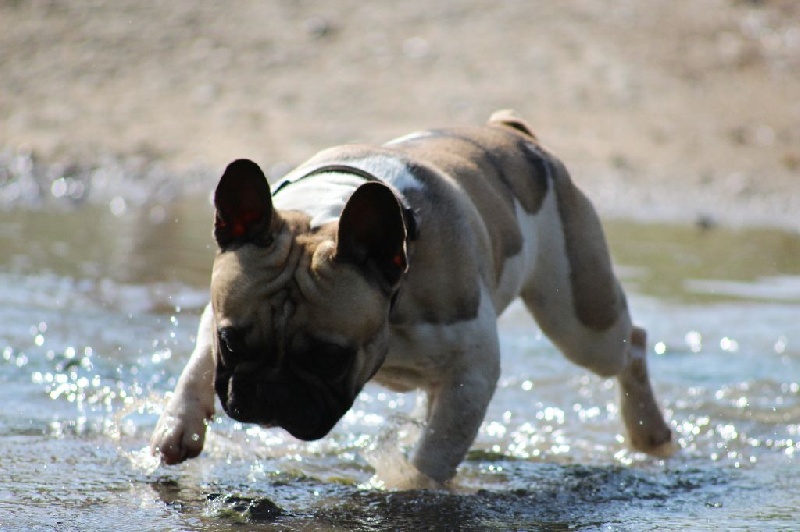 Publication : de L'Esprit d'Oréline Auteur : Emeline BELTRAN