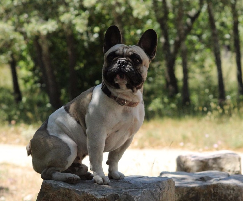 Publication : de L'Esprit d'Oréline Auteur : Emeline BELTRAN