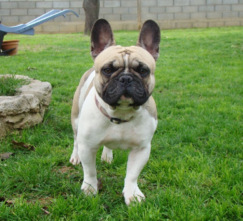 Publication : de L'Esprit d'Oréline Auteur : Emeline BELTRAN