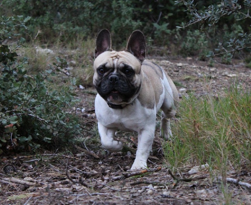 Publication : de L'Esprit d'Oréline Auteur : Emeline BELTRAN