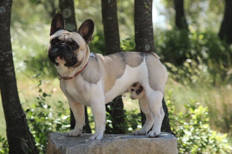 Publication : de L'Esprit d'Oréline Auteur : Emeline BELTRAN