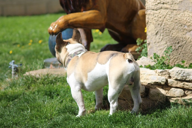 Publication : de L'Esprit d'Oréline Auteur : Emeline BELTRAN