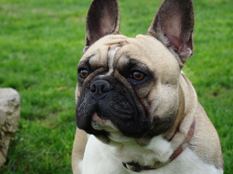 Publication : de L'Esprit d'Oréline Auteur : Emeline BELTRAN