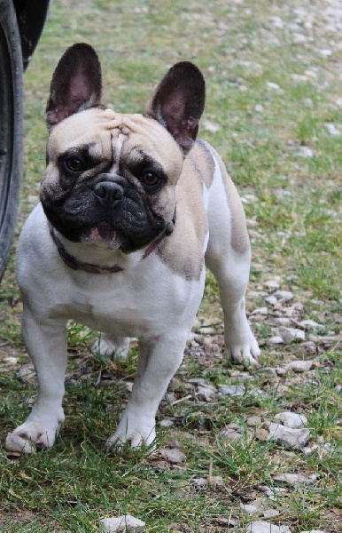 Publication : de L'Esprit d'Oréline Auteur : Emeline BELTRAN