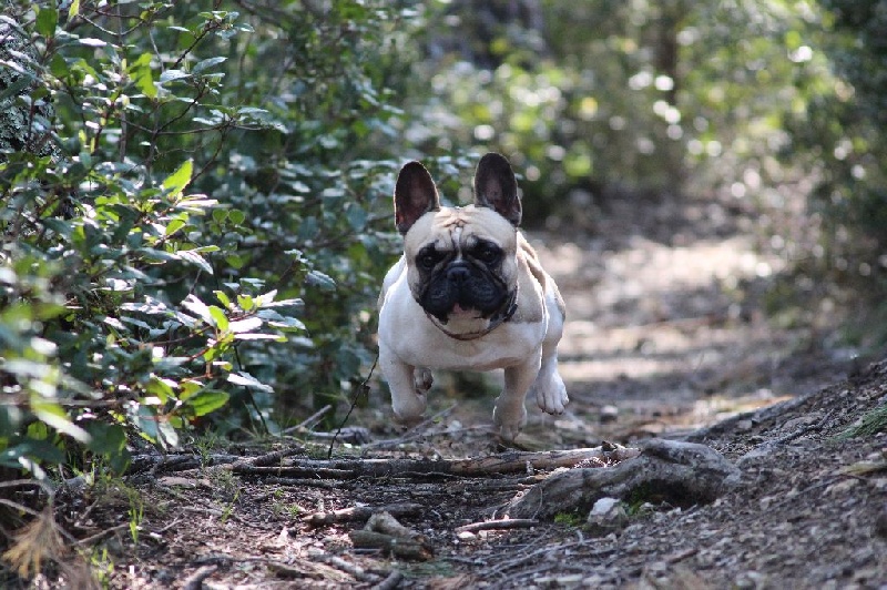 Publication : de L'Esprit d'Oréline Auteur : Emeline BELTRAN