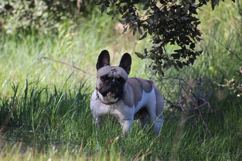 Publication : de L'Esprit d'Oréline Auteur : Emeline BELTRAN