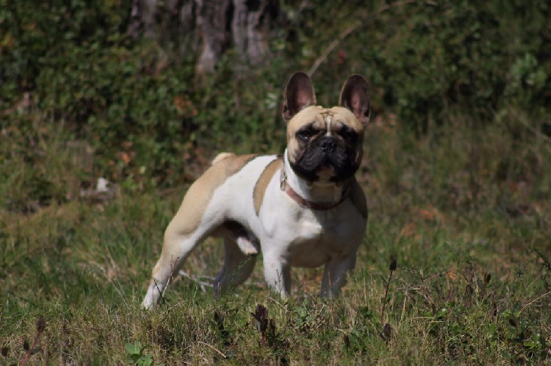 Publication : de L'Esprit d'Oréline Auteur : Emeline BELTRAN