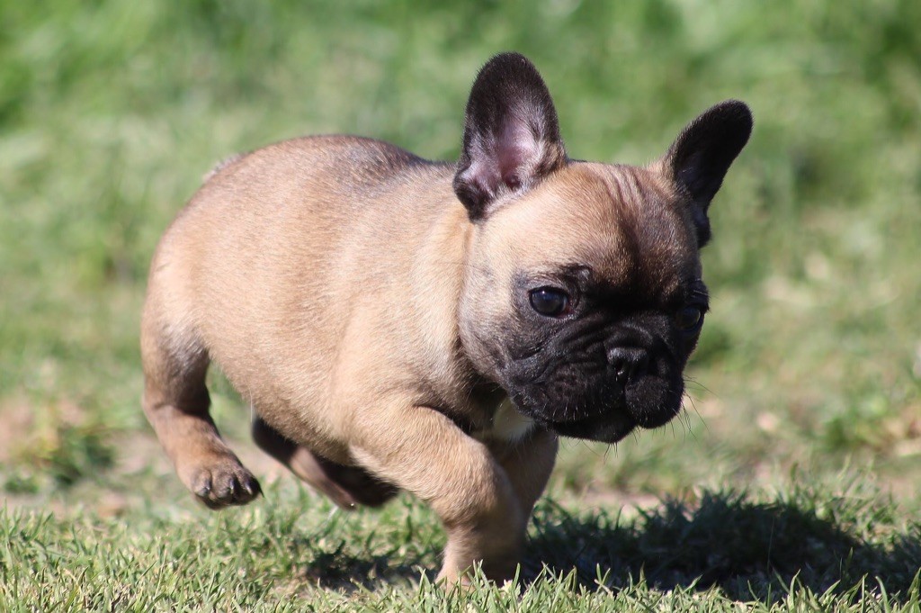 Pepsie - Bouledogue français