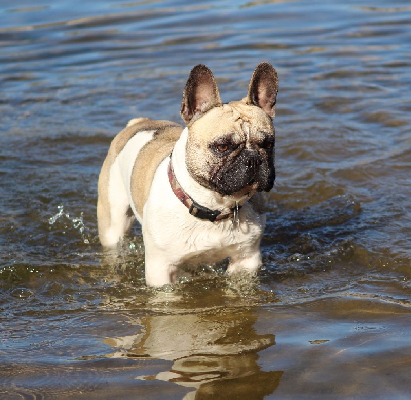 Isindar De La Flamme De Chanel - 1er Très Bon