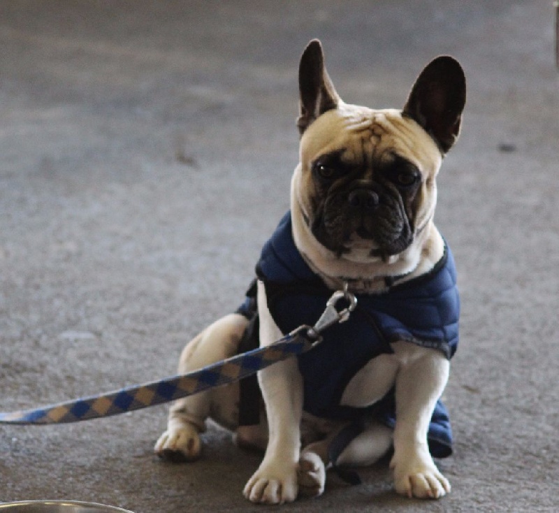 Isindar De La Flamme De Chanel - Très bon