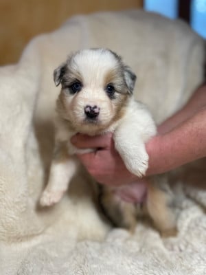 Les chiots de Berger Australien