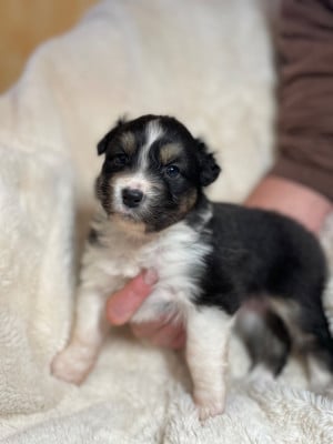 Les chiots de Berger Australien