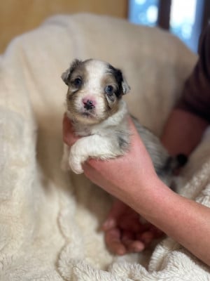 Les chiots de Berger Australien