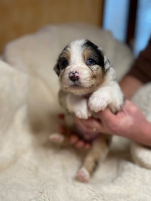 Les chiots de Berger Australien