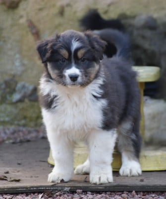 Les chiots de Berger Australien
