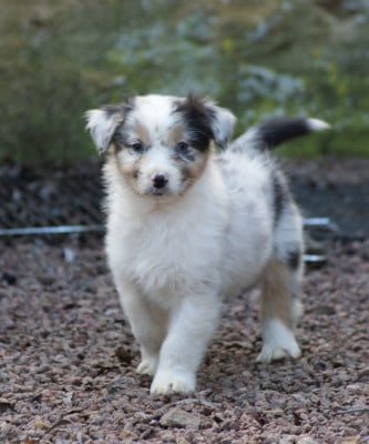 Les chiots de Berger Australien