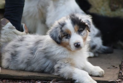 Les chiots de Berger Australien